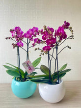 Cargar imagen en el visor de la galería, ORQUIDEA MEDIANA MORA (MC)