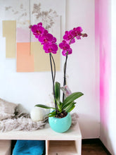 Cargar imagen en el visor de la galería, Orquidea alta dos tallos Fucsia con matera plastica decorativa(MP)