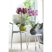 Cargar imagen en el visor de la galería, Orquidea Alta dos tallos Morada con matera ceramica decorativa (MC)