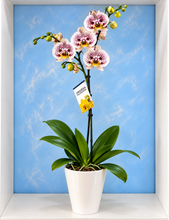 Cargar imagen en el visor de la galería, Orquidea un tallo con matera plastica decorativa (MP)