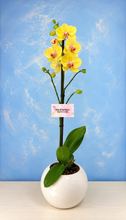 Cargar imagen en el visor de la galería, Orquidea un tallo Amarillo con Matera ceramica decorativa (MC)