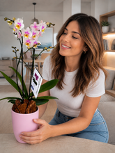 Cargar imagen en el visor de la galería, Orquidea mediana Cotton en matera ceramica (MC)
