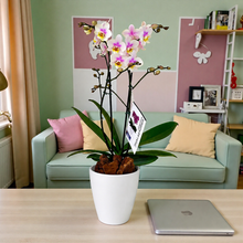 Cargar imagen en el visor de la galería, Orquidea Mediana dos tallos Cotton en matera plastica decorativa (Altura aprox 40/45cms) (MP)