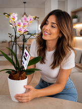 Cargar imagen en el visor de la galería, Orquidea Mediana dos tallos Cotton en matera plastica decorativa (Altura aprox 40/45cms) (MP)