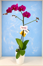 Cargar imagen en el visor de la galería, ORQUÍDEA UN TALLO MORADA - PERFECTION (MP)