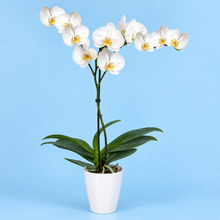 Cargar imagen en el visor de la galería, ORQUÍDEA UN TALLO BLANCA - ELEGANZA (MP)