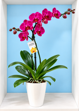 Cargar imagen en el visor de la galería, ORQUÍDEA UN TALLO MORADA - PERFECTION (MP)