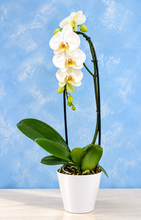 Cargar imagen en el visor de la galería, Orquidea Cascada Blanca en matera plastica (MP)