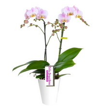 Cargar imagen en el visor de la galería, Orquidea alta dos tallos White Rose con matera plastica decorativa(MP)