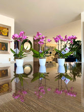 Cargar imagen en el visor de la galería, Orquidea Mediana Rosa con matera Plastica decorativa (MP)