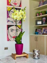 Cargar imagen en el visor de la galería, Orquidea alta dos tallos Amarilla con matera plastica decorativa(MP)