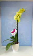 Cargar imagen en el visor de la galería, Orquidea un tallo amarillo en matera ceramica - Pura (MC)