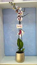 Cargar imagen en el visor de la galería, ORQUÍDEA UN TALLO BLANCO MANCHAS (MC)