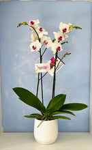 Cargar imagen en el visor de la galería, Orquidea Alta dos tallos Blanco punto Rojo con matera ceramica decorativa (MC)