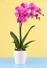 Cargar imagen en el visor de la galería, ORQUÍDEA UN TALLO ROSA (MP)