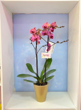 Cargar imagen en el visor de la galería, Orquidea Alta dos tallos Coral con matera ceramica decorativa (MC)