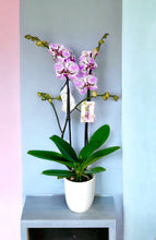 Cargar imagen en el visor de la galería, Orquidea alta dos tallos Lips Fucsia con matera plastica decorativa(MP) (MP)