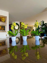 Cargar imagen en el visor de la galería, Orquidea Mediana Amarilla con matera Plastica decorativa (MP)