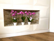 Cargar imagen en el visor de la galería, Orquidea Mediana Rosa con matera Plastica decorativa (MP)