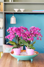 Cargar imagen en el visor de la galería, Orquidea Mediana Rosa con matera Plastica decorativa (MP)