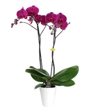 Cargar imagen en el visor de la galería, Orquidea alta dos tallos Fucsia con matera plastica decorativa(MP)