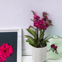 Cargar imagen en el visor de la galería, Orquidea Mediana Mora con matera Plastica decorativa (MP)