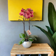 Cargar imagen en el visor de la galería, Orquidea Alta dos tallos Coral con matera ceramica decorativa (MC)
