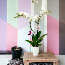 Cargar imagen en el visor de la galería, Orquidea alta dos tallos Blanca Eleganza con matera plastica decorativa(MP)