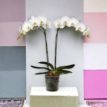 Cargar imagen en el visor de la galería, Orquidea alta dos tallos Blanca sin matera decorativa (SM)