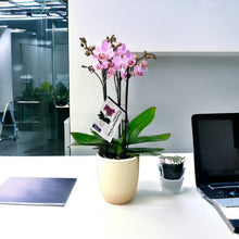 Cargar imagen en el visor de la galería, Orquidea Mediana Rosa con matera Plastica decorativa (MP)