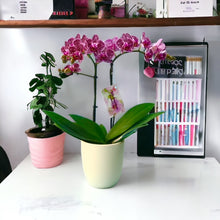 Cargar imagen en el visor de la galería, Orquidea Mediana Mora Tigre con matera Plastica decorativa (MP)