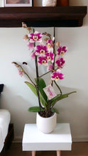 Cargar imagen en el visor de la galería, Orquidea Alta dos tallos Barcelona con matera ceramica decorativa (MC)