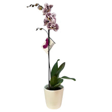 Cargar imagen en el visor de la galería, Orquidea un tallo Blanco Print Mora con Matera ceramica decorativa (MC)