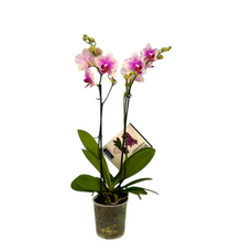 Cargar imagen en el visor de la galería, Orquidea Mediana dos tallos Rose Star sin matera decorativa (ALTURA APROX.40/50CMS) (SM)