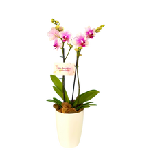 Cargar imagen en el visor de la galería, Orquidea Mediana dos tallos Rose Star en matera plastica decorativa (Altura aprox 40/45cms) (MP)