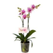 Cargar imagen en el visor de la galería, Orquidea Mediana dos tallos Rose Star sin matera decorativa (ALTURA APROX.40/50CMS) (SM)