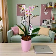 Cargar imagen en el visor de la galería, Orquidea mediana Cotton en matera ceramica (MC)