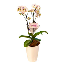Cargar imagen en el visor de la galería, Orquidea Mediana dos Perla Imperial en matera plastica decorativa (Altura aprox 40/45cms) (MP)