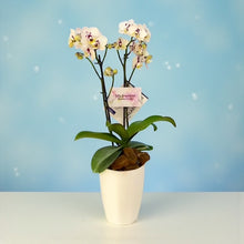 Cargar imagen en el visor de la galería, Orquidea Mediana dos Perla Imperial en matera plastica decorativa (Altura aprox 40/45cms) (MP)