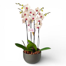 Cargar imagen en el visor de la galería, Arreglo 4 o 6 varas de Orquideas altas Blancas boton fucsia en matera ceramica gris (AMC)