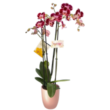 Cargar imagen en el visor de la galería, Orquidea 4 tallos Fucsia - Matera Plastica Deco (MP)