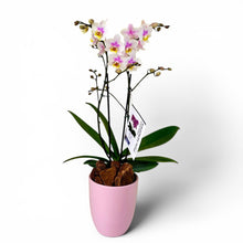 Cargar imagen en el visor de la galería, Orquidea mediana Cotton en matera ceramica (MC)