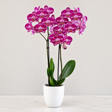Cargar imagen en el visor de la galería, Orquidea alta dos tallos Bohemian con matera plastica decorativa(MP)