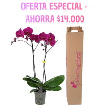 Cargar imagen en el visor de la galería, Orquidea alta dos tallos Fucsia sin matera decorativa (SM)