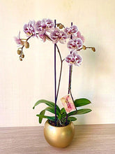 Cargar imagen en el visor de la galería, Orquidea Alta dos tallos Blanco Mora con matera ceramica decorativa (MC)