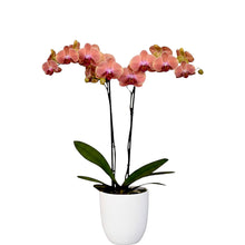 Cargar imagen en el visor de la galería, Orquidea alta dos tallos Naranja Alegria con matera plastica decorativa(MP)