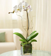 Cargar imagen en el visor de la galería, ORQUÍDEA UN TALLO BLANCA - ELEGANZA (MP)