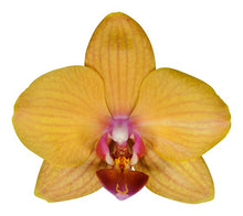 Cargar imagen en el visor de la galería, ORQUIDEA TRES TALLOS AMARILLA BOTON ROJO (MC)