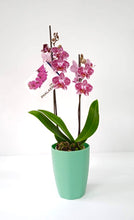 Cargar imagen en el visor de la galería, Orquidea Mediana Mora Tigre con matera Plastica decorativa (MP)