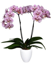 Cargar imagen en el visor de la galería, Orquidea alta dos tallos Lila Print con matera plastica decorativa(MP) (MP)